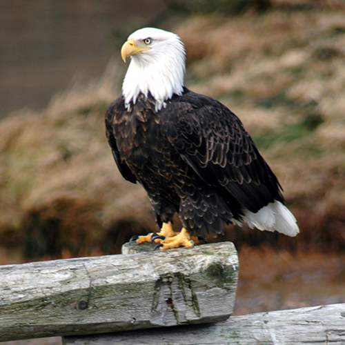 Alaska Eagle on Fence